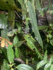 Pristimantis parvillus