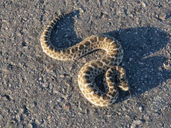 Bothrops ammodytoides