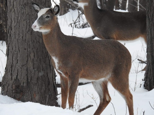 White-tailed Deer, photo 8 of 9