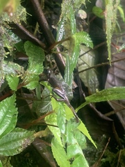 Pristimantis parvillus