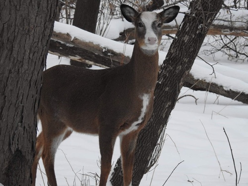 White-tailed Deer photographed in Minnesota