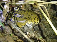 Dermatonotus muelleri