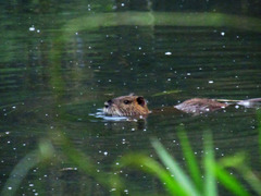Myocastor coypus