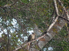 Alophoixus ochraceus