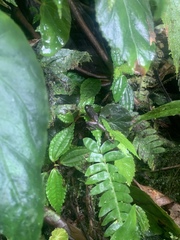 Pristimantis parvillus