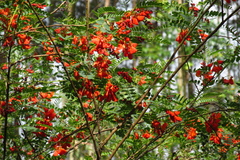 Sesbania punicea