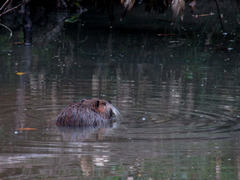Myocastor coypus
