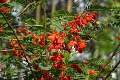 Sesbania punicea