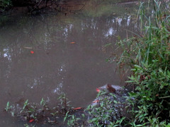 Myocastor coypus
