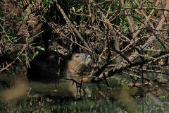 Myocastor coypus