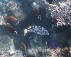 Plectorhinchus macrospilus