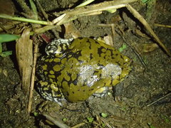 Dermatonotus muelleri