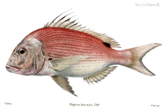 Bluespotted Seabream photo 3
