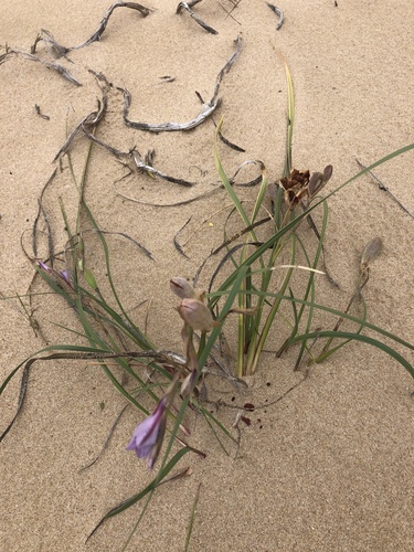 coastal gladiolus (Gladiolus gueinzii)