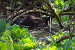 Myocastor coypus