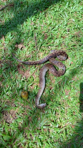 Spotted Python sighting