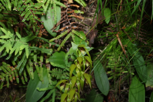 green rock orchid (Rimacola elliptica)