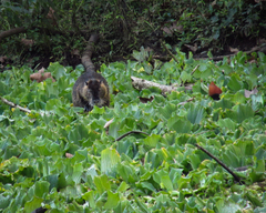 Myocastor coypus
