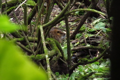 Myocastor coypus