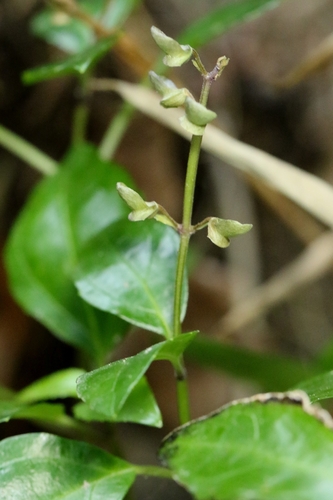 Scutellaria formosana, photograph 3