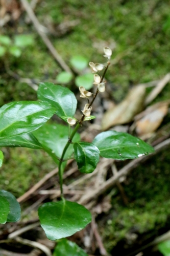 Scutellaria formosana, photograph 4
