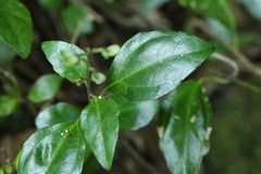 Scutellaria formosana, photograph author not stated, no rights reserved