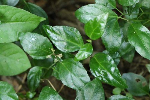 Scutellaria formosana, photograph 6