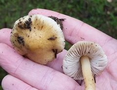 Inocybe kauffmanii