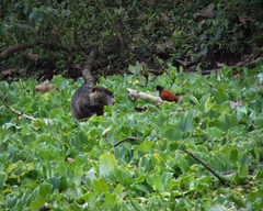 Myocastor coypus