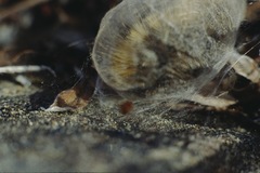 Gynaephora groenlandica