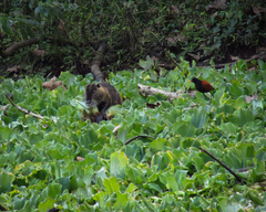 Myocastor coypus