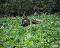 Myocastor coypus