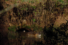 Myocastor coypus