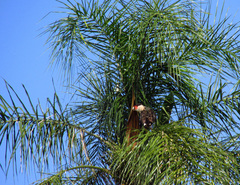 Caracara plancus