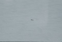 Pusa hispida hispida