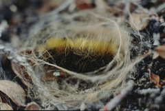 Gynaephora groenlandica
