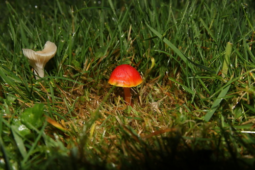 Hygrocybe mucronella — (c) Shane Austin, some rights reserved (CC BY)