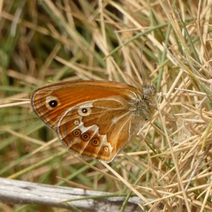 Coenonympha corinna
