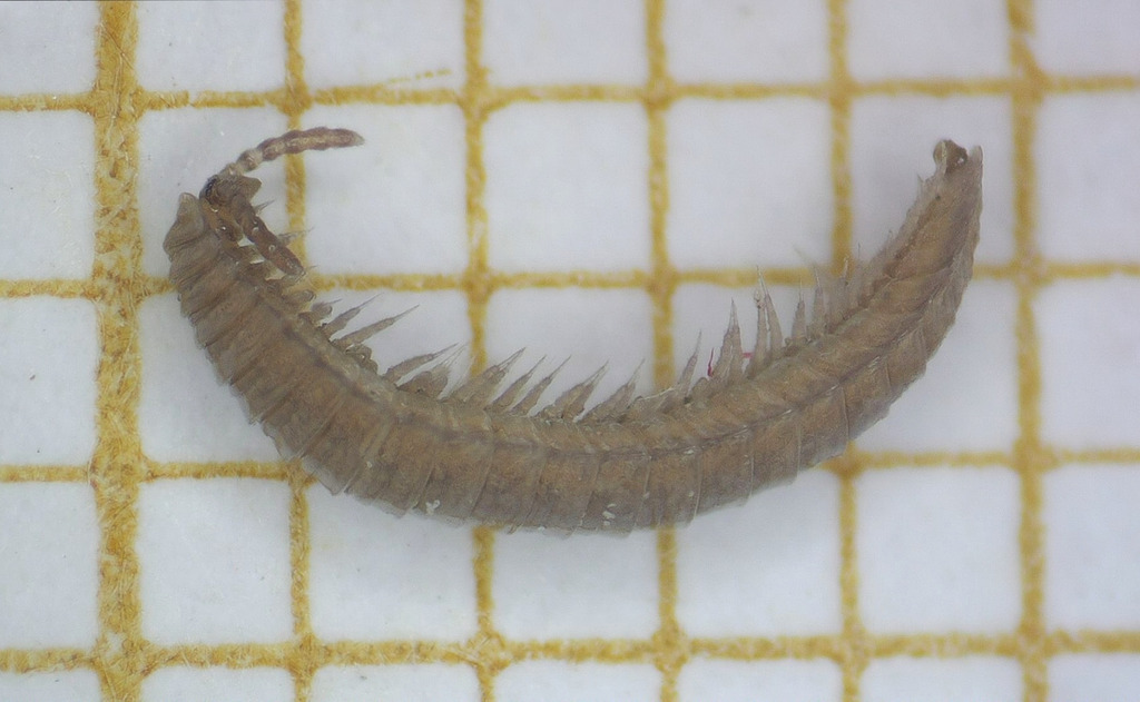 Hirudisoma latum