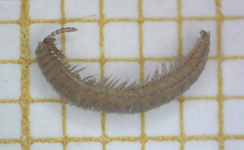 Hirudisoma latum