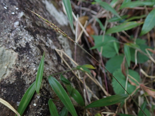 Microstegium fasciculatum observed 2025-12-17