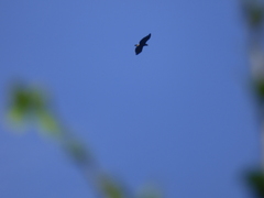 Buteogallus urubitinga urubitinga