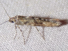 Epermenia albapunctella