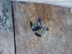 Polistes erythrocephalus