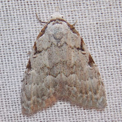 Nola triquetrana