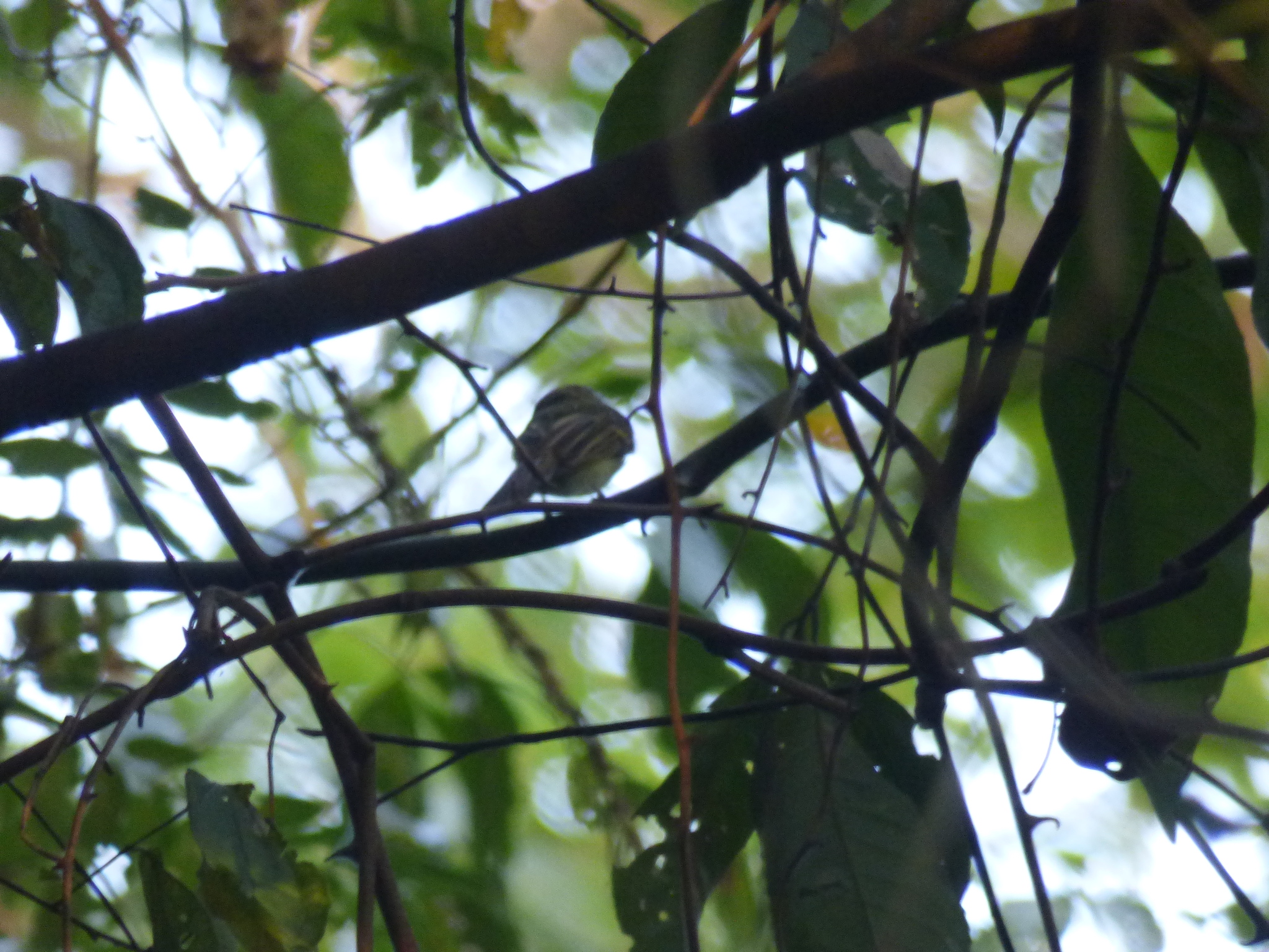 Black-billed Flycatcher (Aphanotriccus audax), photo 9