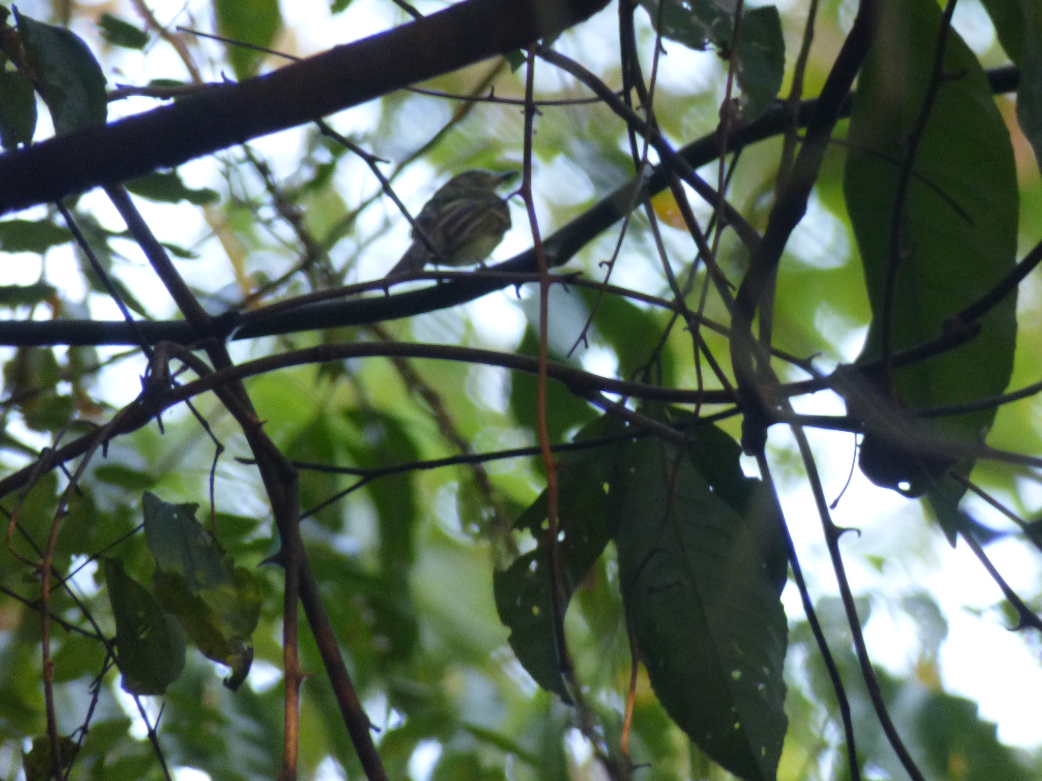 Black-billed Flycatcher (Aphanotriccus audax), photo 8