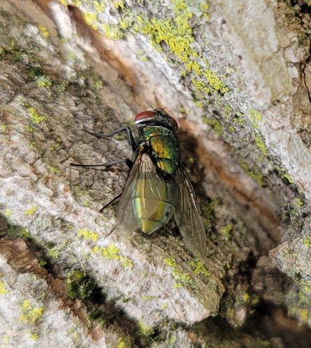Unknown species found near Middlebury, VT 05753, USA