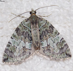 Hydriomena renunciata