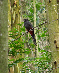 Trogon surrucura